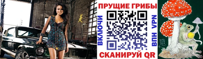 хочу наркоту  Сортавала  Псилоцибиновые грибы Magic Shrooms 